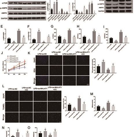 MALAT1 EZH2 GFER Activates The AMPK MTOR Signaling Pathway After