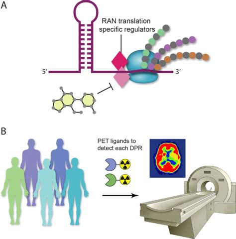 Additional Experiments To Test C Orf Dipeptide Repeat Protein