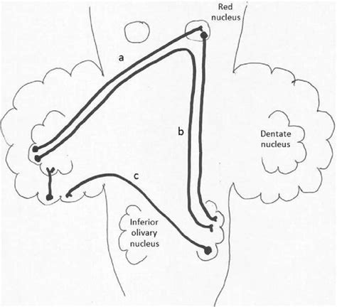 Guillain–Mollaret Triangle. (a) Dentate-rubral tract; (b).... | Download Scientific Diagram