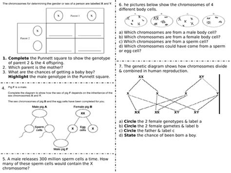 Inheritance Of Sex Spec 6 Aqa Worksheet Handf Teaching Resources