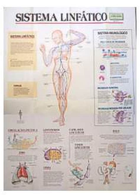 Educacion Escolar Comandante Peor Sistema Linfatico Humano Mapa Images