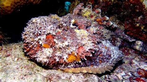 stonefish local dive thailand