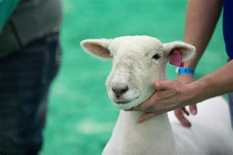 Breed Overview & History - American Southdown Breeders' Association