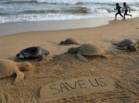 Lakh Endangered Olive Ridley Turtles Arrive At Gahirmatha In Odisha