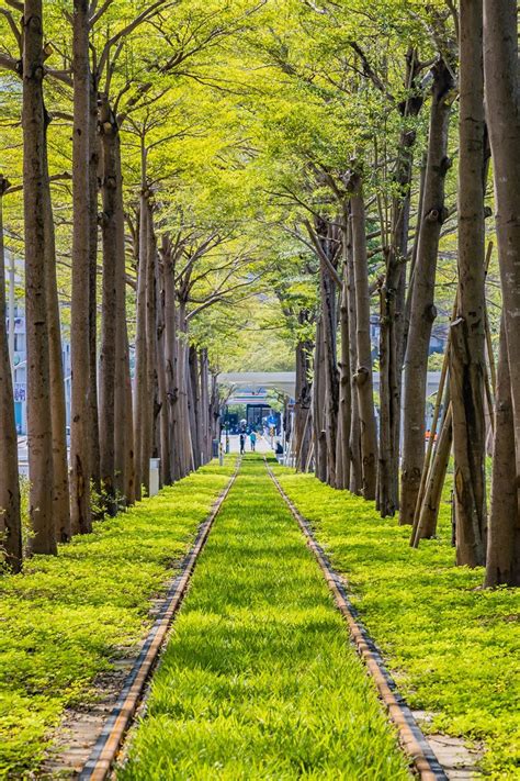 「龍貓隧道」網友搶拍！最新高雄景點曝光 搭輕軌窗外風景美哭 生活 三立新聞網 Setncom