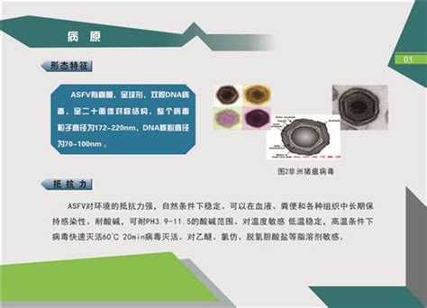 温馨提示：非洲猪瘟不是人畜共患病公示公告冷水滩区人民政府冷水滩人民政府