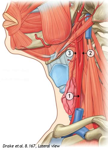 Part 2 Arteries Veins And Lymphatics Of Neck Flashcards Quizlet