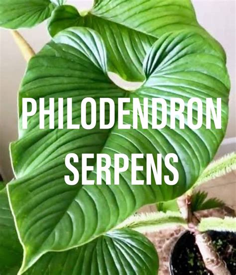 Philodendron Serpens Everything You Need To Know Gardening Brain