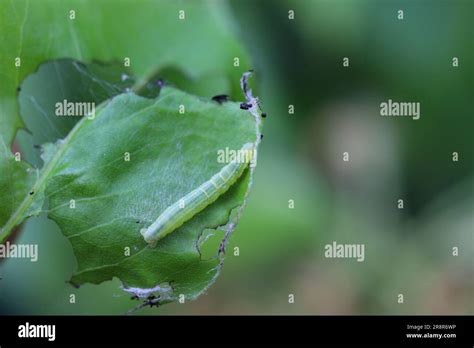 Brown Cutworm Caterpillar Hi Res Stock Photography And Images Alamy