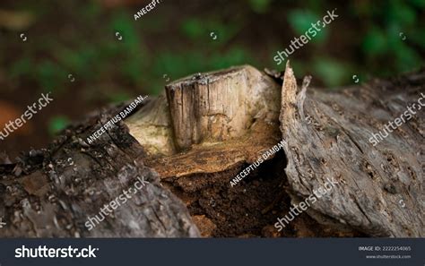 3811 Porous Trees Images Stock Photos And Vectors Shutterstock