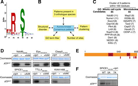 A Rapid Computational Approach Identifies Spice As An Aurora Kinase