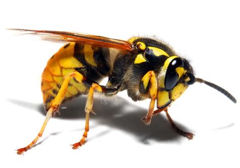 Yellow Jacket And Hornet Removal Vancouver Aspen Pest Control