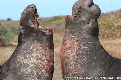 Elephant Seals Fighting