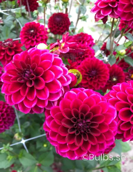 Maroon Fox Dahlia Boll Dahlia Bulbs Se