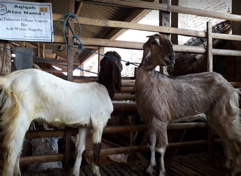 Jenis Kambing Dan Kisaran Harga Di Indonesia Sinau Ternak