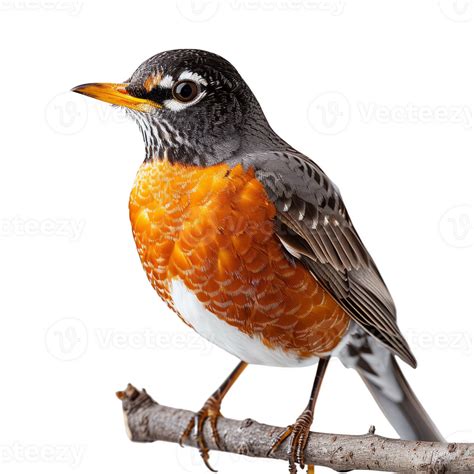 American Robin Bird Isolated Background 45961740 PNG