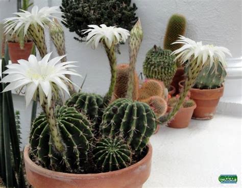 10+ Rare Cactus Plants - MitCityFarm