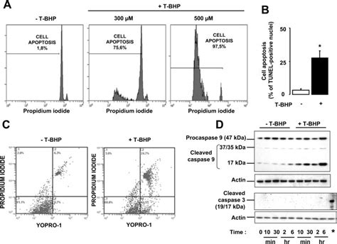 Effect Of T Bhp On Cell Cycle Progression Apoptosis And Caspase