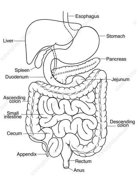 Abdomen Outline Drawing