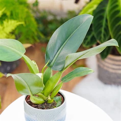 Philodendron Martianum Fatboy Pacova Cm Sklep Z Ro Linami