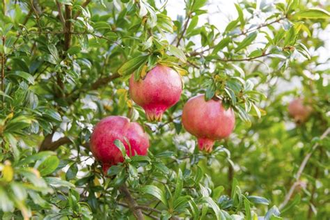 How To Care For Pomegranate Trees Hunker