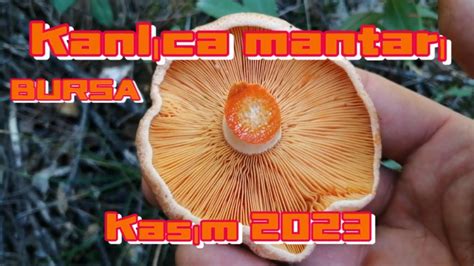 Kanlica Mantari Sezonu A Tik Kasim Mushroom Kanl Camantar