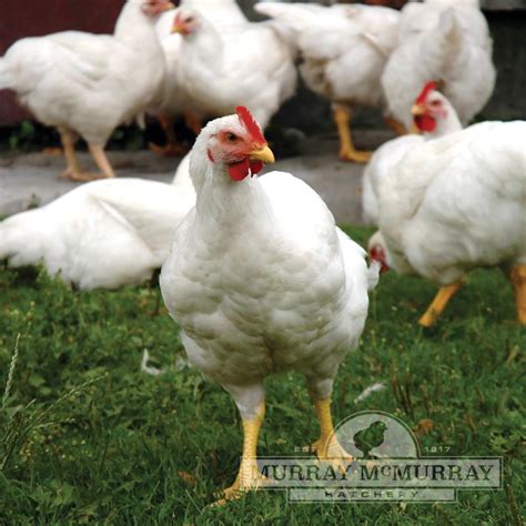 Cornish Rock Chicken