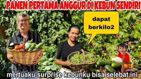 Perdana Panen Anggur Dan Semua Di Kebun Sendiri Dapat Berkilo Hasilnya