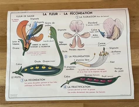 Ancienne Carte D Cole Affiche Scolaire Mdi Fleurs F Condation