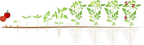 Tomato Plant Growth Stages Stock Illustrations – 179 Tomato Plant ...