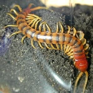 Chilopoda - Phylum Arthropoda