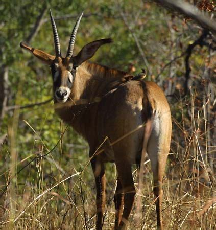 Roan antelope | African Plains Mammal, Conservation Status | Britannica