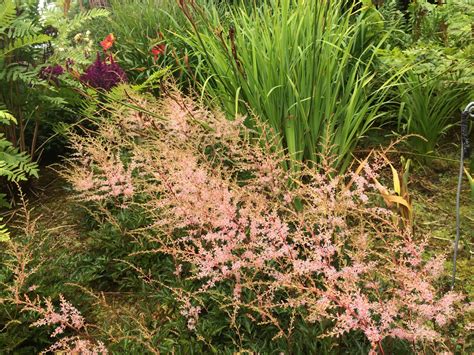 astilbe hybrid cv 6