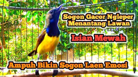 Pancingan Sogon Gacor Ngeleper Memanggil Lawan Ampuh Untuk Pancingan