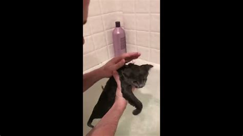 Feral Kittens First Bath And How To Hold And Bath Youtube