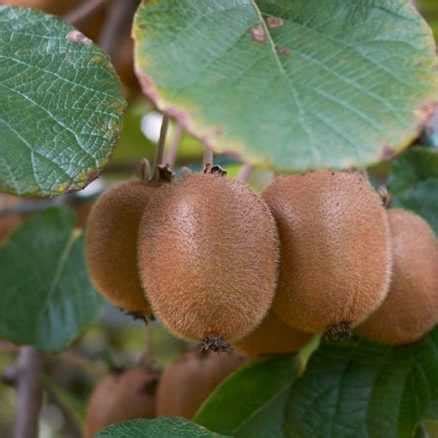 Kiwi jaune Actinidia deliciosa Kiwi Gold Variété femelle aux fruits