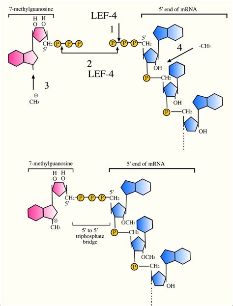 Figure 4 [capping Baculovirus Mrna The Four ] Baculovirus Molecular Biology Ncbi Bookshelf