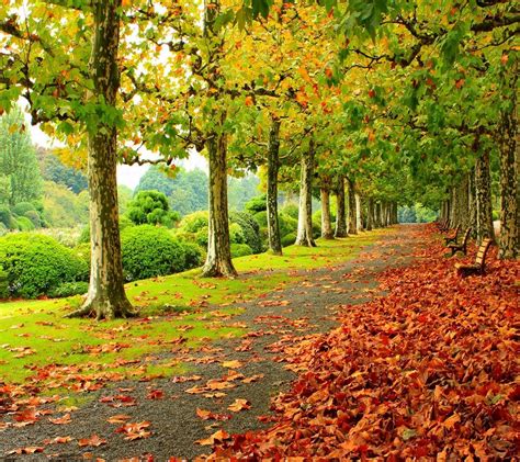 Wallpaper Sunlight Trees Leaves Nature Autumn Leaf Flower