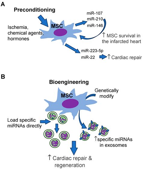 Cells Free Full Text Mesenchymal Stem Cell Derived Exosomal