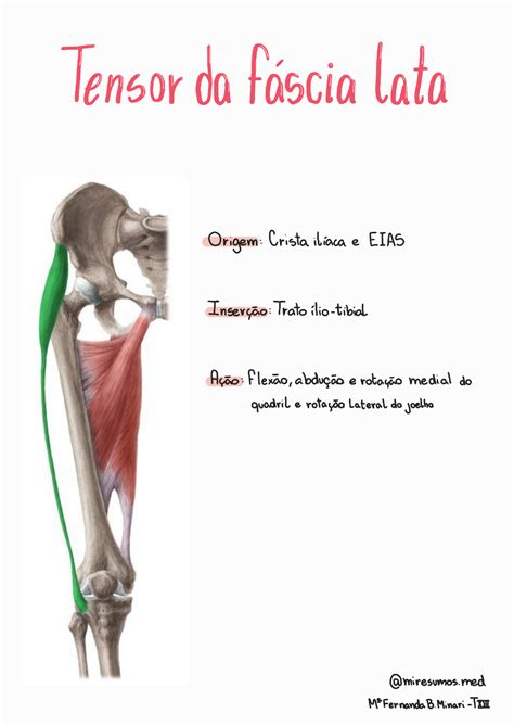 Tensor Da Fascia Lata Anatomia I