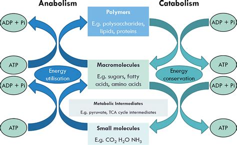 Metabolism- Definition, Purposes, Types, Regulations, Microbiota ...