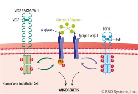 A Role For Galectin 3 In Angiogenesis Randd Systems