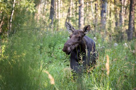 Kanada hier steppt der Bär Naturfotografie Naturephotography