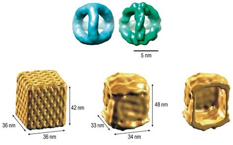 Dna Structure Creative Biostructure