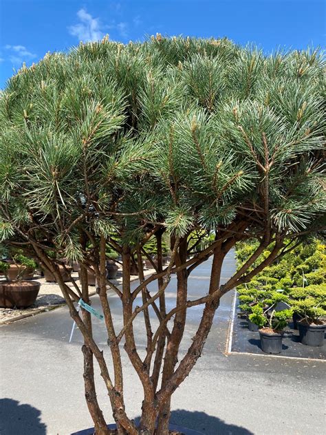 Pinus Sylvestris Watereri Sonnenschirmf Rmiger Baum Waldkiefer