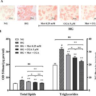 Combination Effect Of Metformin Met And Chlorogenic Acid CGA On