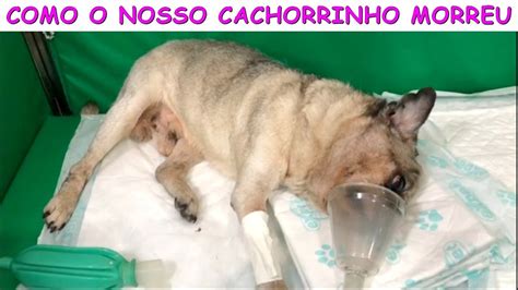 COMO O NOSSO CACHORRINHO MORREU YouTube