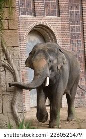 Elephant Zoo Playing His Trunk Historic Stock Photo 2260521479 ...