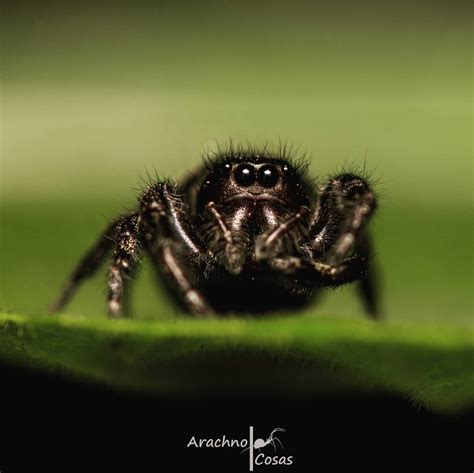 Soy Aracn Logo Preg Ntame Lo Que Quieras On Twitter Arachtober D A