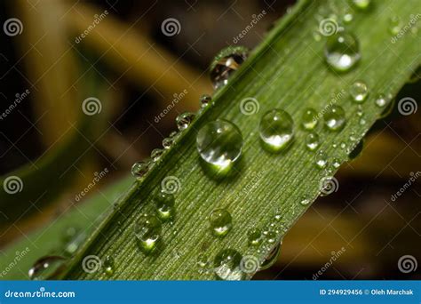 Water Drops On The Green Grass Morning Dew Watering Plants Drops Of Moisture On Leaves After